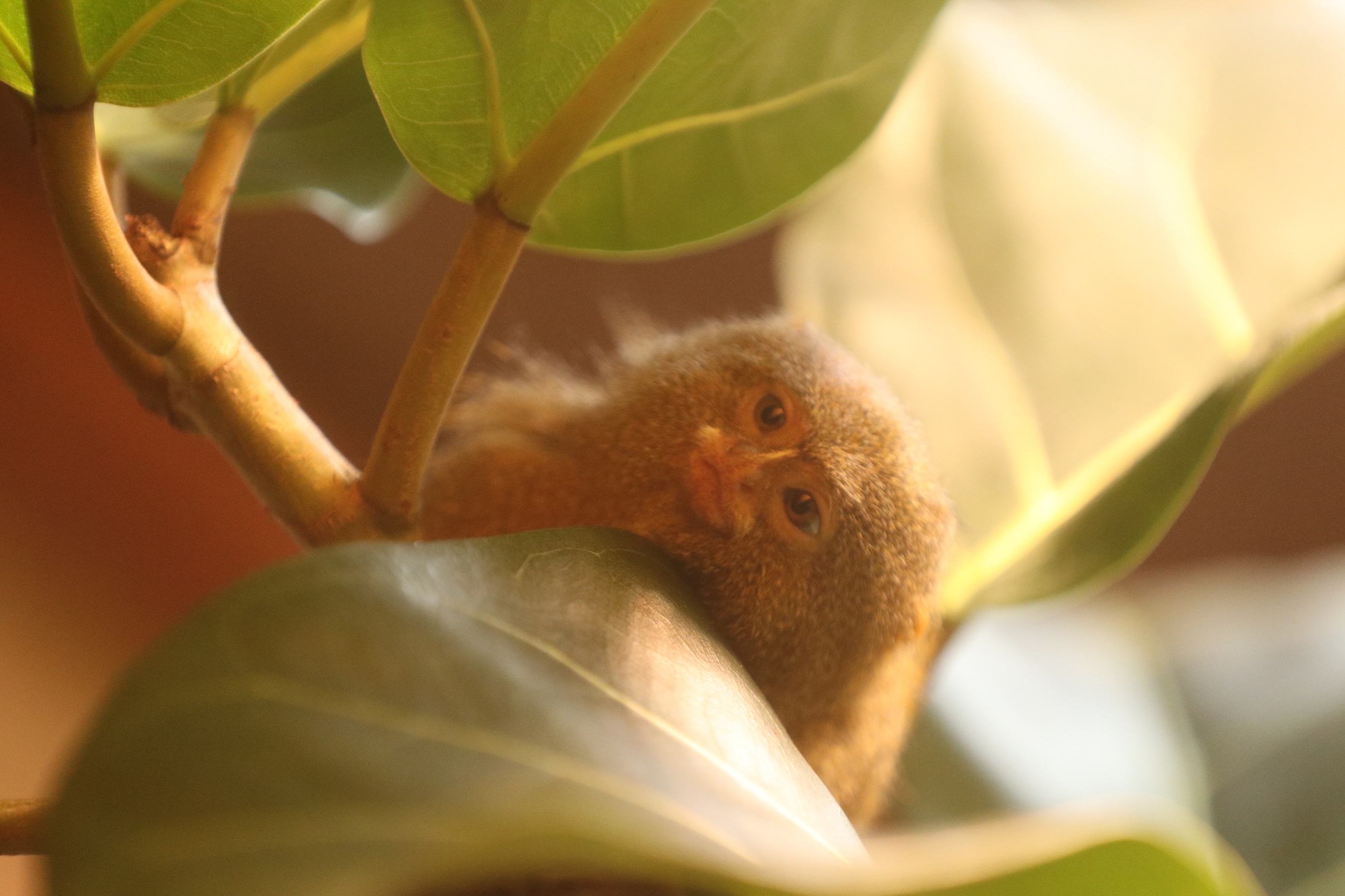 ピグミーマーモセット